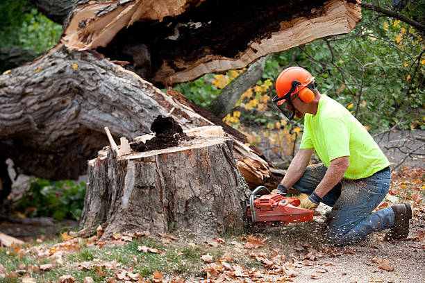 Best Aeration Services  in Dulce, NM